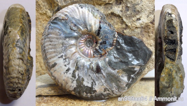 аммониты, Deshayesites, Ammonites, Paradeshayesites callidiscus, Paradeshayesites