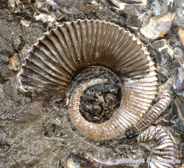 гетероморфные аммониты, Volgoceratoides, Koeneniceras, Koeneniceras tenuiplicatum, heteromorph ammonites