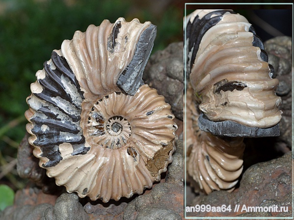 аммониты, микроконхи, Deshayesites, Deshayesites deshayesi, устье, Ammonites, Microconchs