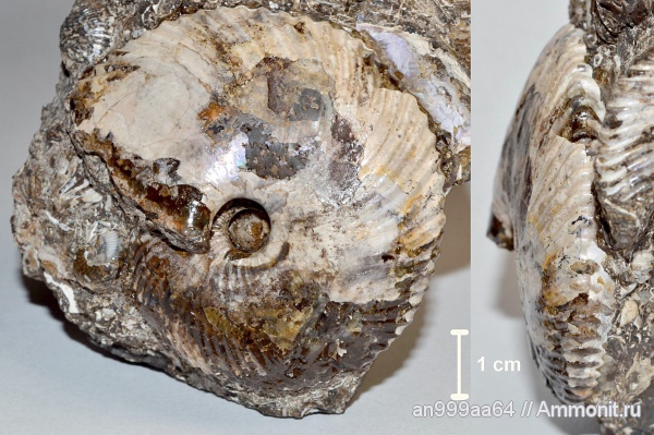 аммониты, нижний келловей, Chamoussetia, Ammonites, Lower Callovian