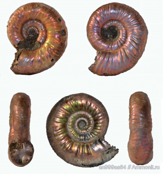 аммониты, юра, келловей, Дубки, Ammonites, Grossouvria, Callovian, Jurassic, Middle Jurassic