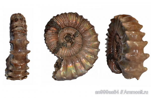 аммониты, макроконхи, Peltoceras, Дубки, Ammonites, Peltoceras schroederi, Peltoceratinae, Aspidoceratidae, Macroconchs