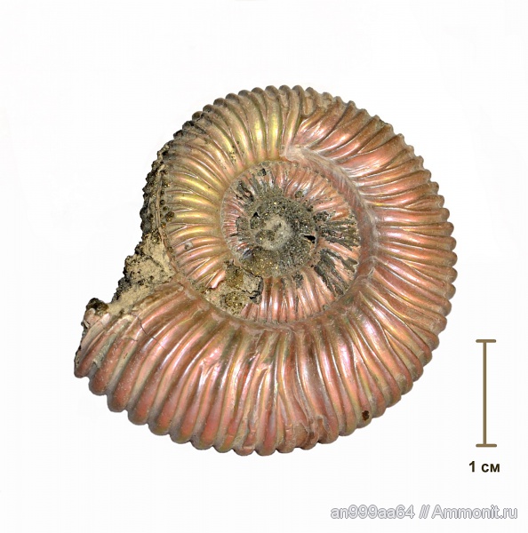 аммониты, Peltoceras, Дубки, прижизненные повреждения, Ammonites, Peltoceratinae, Aspidoceratidae