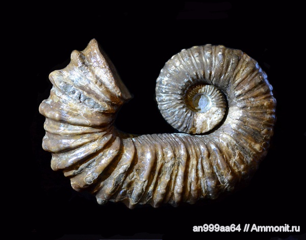 гетероморфные аммониты, Pseudocrioceras, Ancyloceratidae, heteromorph ammonites