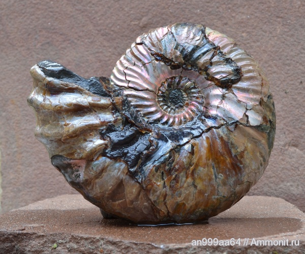 аммониты, Deshayesites, устье, Ammonites