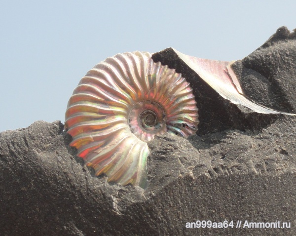 аммониты, Deshayesites, Саратовская область, Ammonites