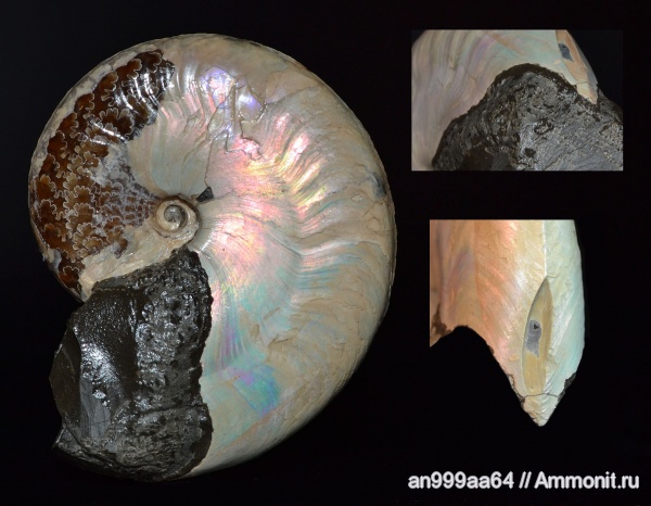 аммониты, мел, Aconeceras, Aconeceras trautscholdi, устье, Ammonites, Sinzovia, Sinzovia trautscholdi, Aconeceratidae, Aptian, Cretaceous