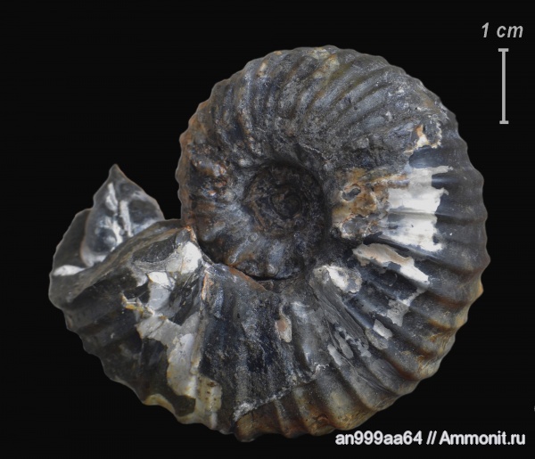 аммониты, Ammonites, Douvilleiceratidae, нижний апт, Cheloniceras