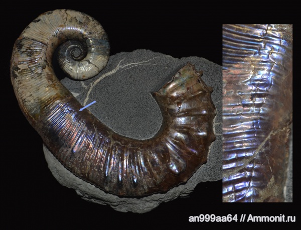 гетероморфные аммониты, прижизненные повреждения, микроскульптура, Audouliceras, нижний апт, Ancyloceratidae, heteromorph ammonites