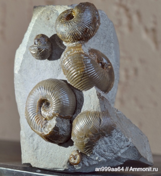 аммониты, Ammonites, Chondroceras, Chondroceras gervillei, нижний байос