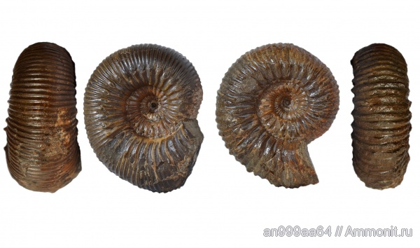 аммониты, Stephanoceras, Normannites, Ammonites, Stephanoceras humphriesianum, нижний байос, Itinsaites