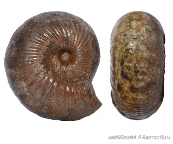 аммониты, Ammonites, Chondroceras evolvescens, Chondroceras, нижний байос