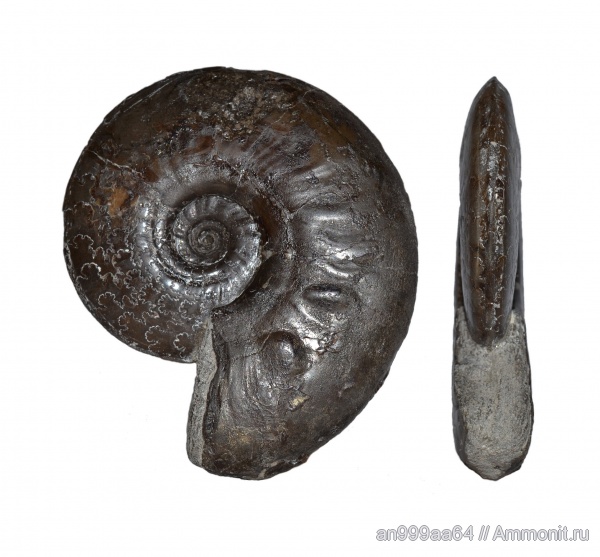 аммониты, Ammonites, Dorsetensia, нижний байос