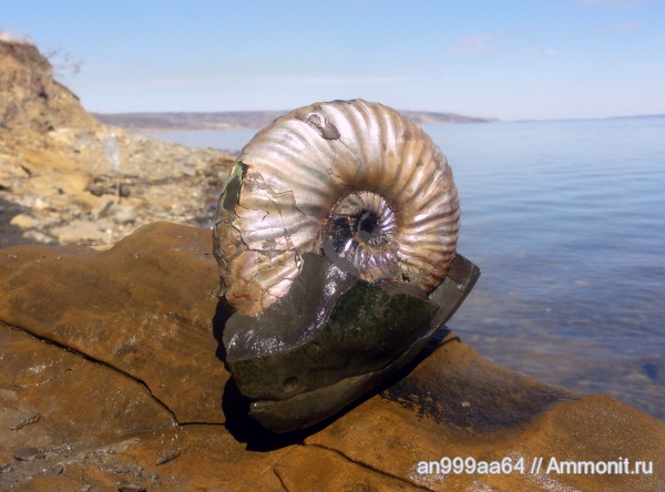 аммониты, Deshayesites, Ammonites, нижний апт