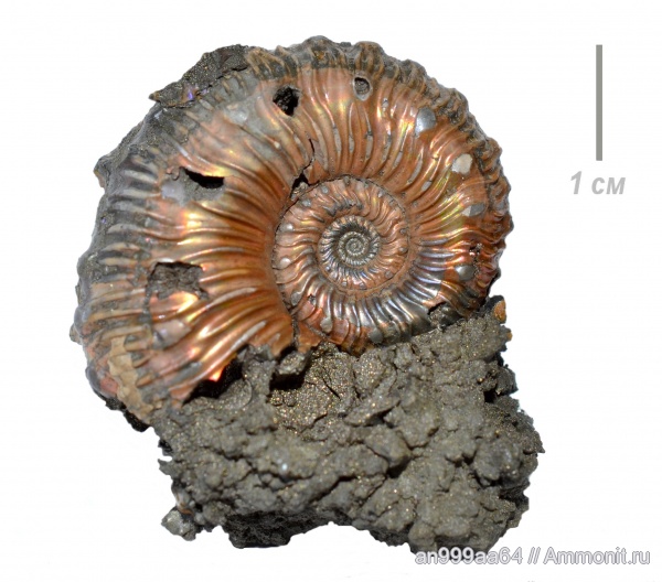 аммониты, Kosmoceras, верхний келловей, Дубки, Kosmoceratidae, Ammonites, Kosmoceras spinosum