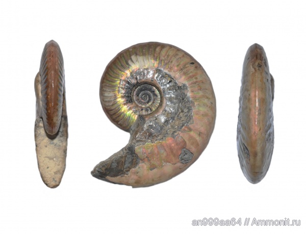 аммониты, юра, Sublunuloceras, Дубки, Hecticoceratinae, Ammonites, Sublunuloceras discoides, Jurassic