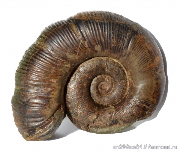 аммониты, Dinolytoceras, устье, Ammonites, Lytoceratidae, Dinolitoceras zhivagoi