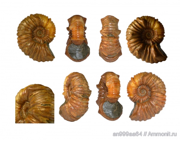 аммониты, Ammonites, Acanthohoplites, Acanthohoplites bigoureti