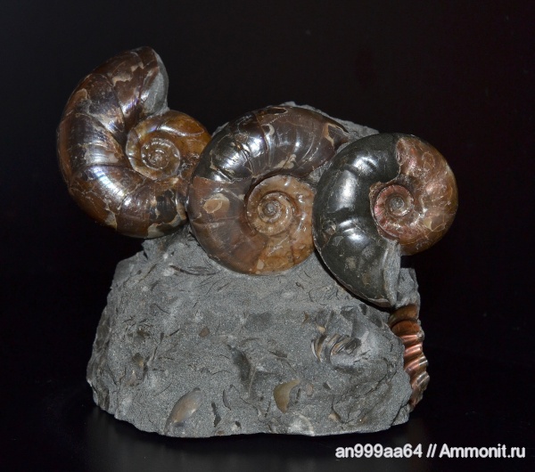 аммониты, Ammonites, Eogaudryceras, Zuercherella, Eogaudryceras duvali