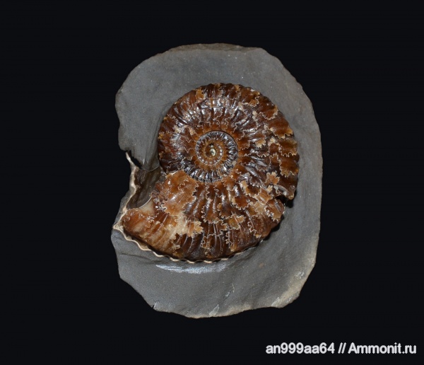 аммониты, Deshayesites, апт, Саратовская область, Ammonites, лопастные линии, Aptian