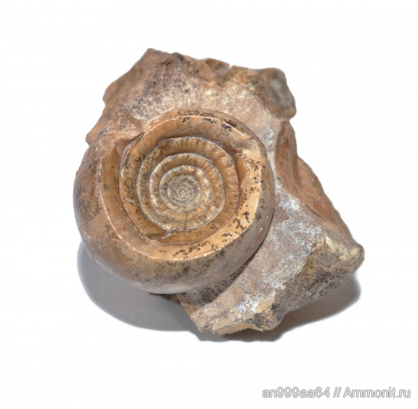 аммониты, пермь, Ammonites, Metalegoceras, Permian