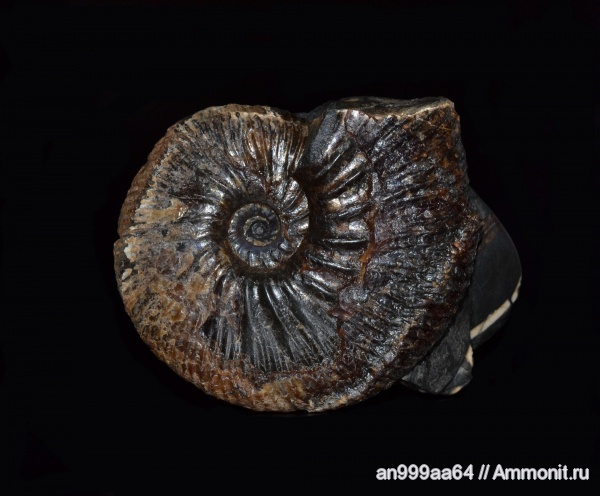 аммониты, Craspedodiscus, Ammonites, верхний готерив