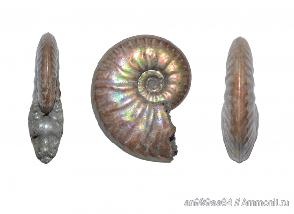 аммониты, Hecticoceratinae, Ammonites, Putealiceras, Putealiceras douvillei