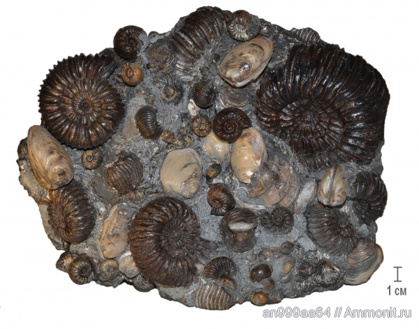 аммониты, Speetoniceras, Simbirskites, Ammonites, верхний готерив, Hauterivian, Simbirskitidae