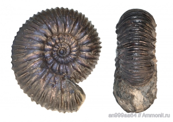 аммониты, Simbirskites, Ammonites, simbirskites decheni