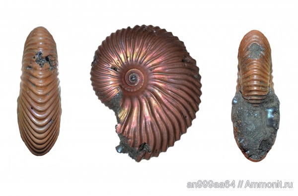 аммониты, Cadoceratinae, Longoceras, Cardioceratidae, Ammonites, Longaeviceras