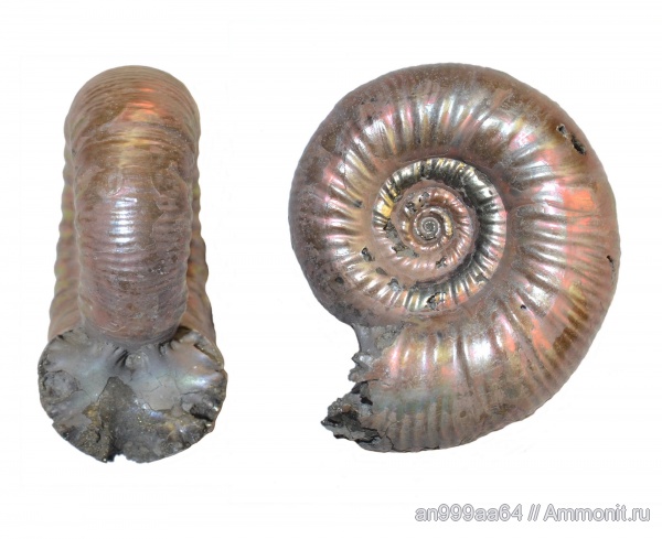 аммониты, Choffatia, Perisphinctidae, Ammonites, Grossouvria
