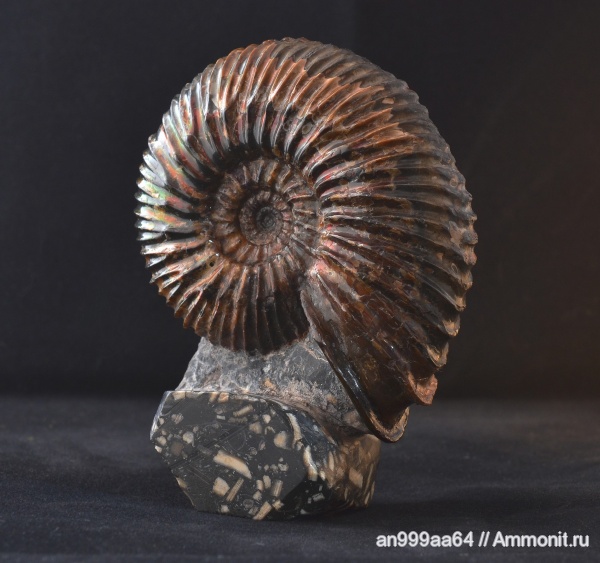 аммониты, Simbirskites, устье, Ammonites, верхний готерив, Simbirskites kowalevskii, Simbirskitidae