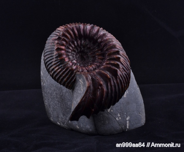 аммониты, Simbirskites, Ammonites, верхний готерив, simbirskites decheni, Simbirskitidae