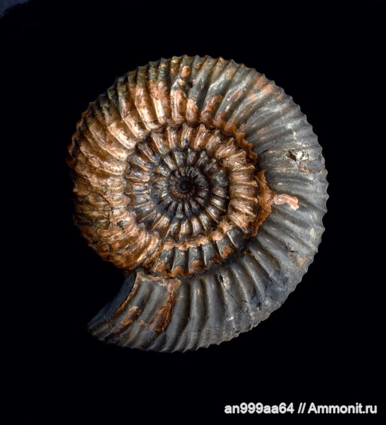аммониты, Speetoniceras, Speetoniceras versicolor, Ammonites, верхний готерив, Simbirskitidae
