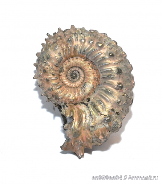 аммониты, Kosmoceratidae, Ammonites, Mojarowskia mojarowskii, шипы, Mojarowskia