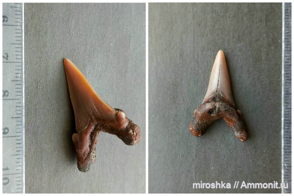 мел, хрящевые рыбы, акулы, сеноман, Курская область, Cardabiodon