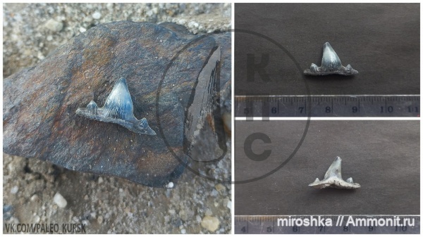 юра, Planohybodus, батский ярус, гибодонты, Planohybodus grossiconus