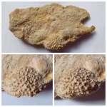 Pemmatites Macroporus