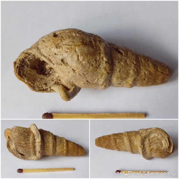 гастроподы, юра, Гжель, Serpula, келловей, Serpula limax, Pseudomelania, 55 км, ракушка