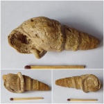 Pseudomelania sp. с Serpula limax