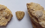 Три пигидия трилобита Kaskia Ivanovi и Ditomopyge Mosquensis
