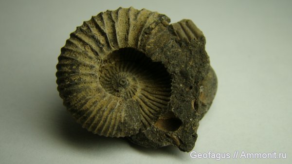 аммониты, Москва, р. Шмелевка, Ammonites