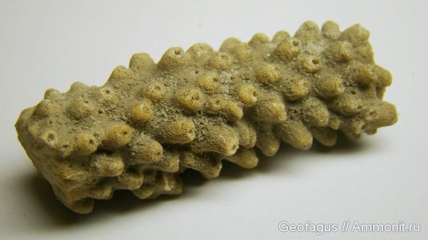 кораллы, ?, Acropora, Acropora nobilis