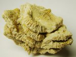 Коралл Amplexus