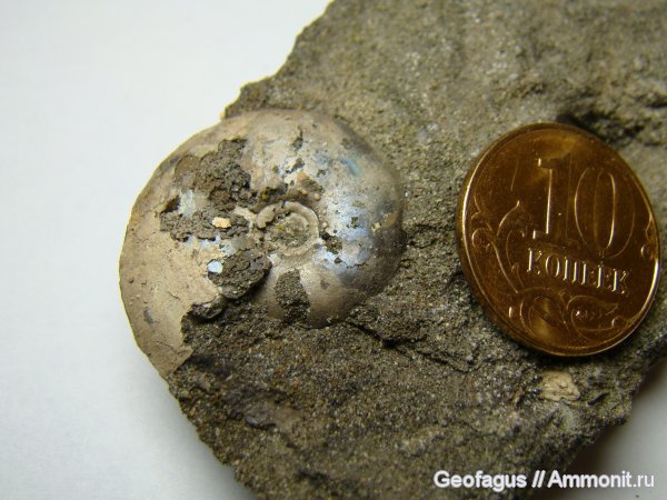 аммониты, Garniericeras, Garniericeras catenulatum, Ammonites