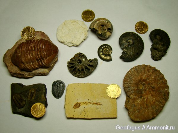 аммониты, трилобиты, Erymnoceras, нуммулиты, Гемма, Ammonites