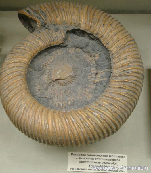 аммониты, ПИН, Speetoniceras, Speetoniceras versicolor, Ammonites, Hauterivian