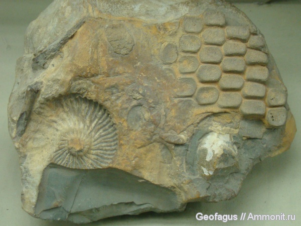 аммониты, ихтиозавры, ПИН, Ammonites, элемент ласта морской рептилии
