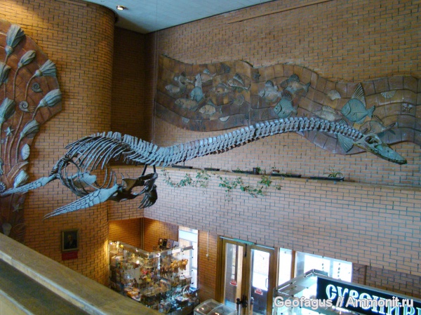 плезиозавры, ПИН