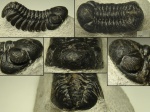 Austerops smoothops, Chatterton et al., 2006